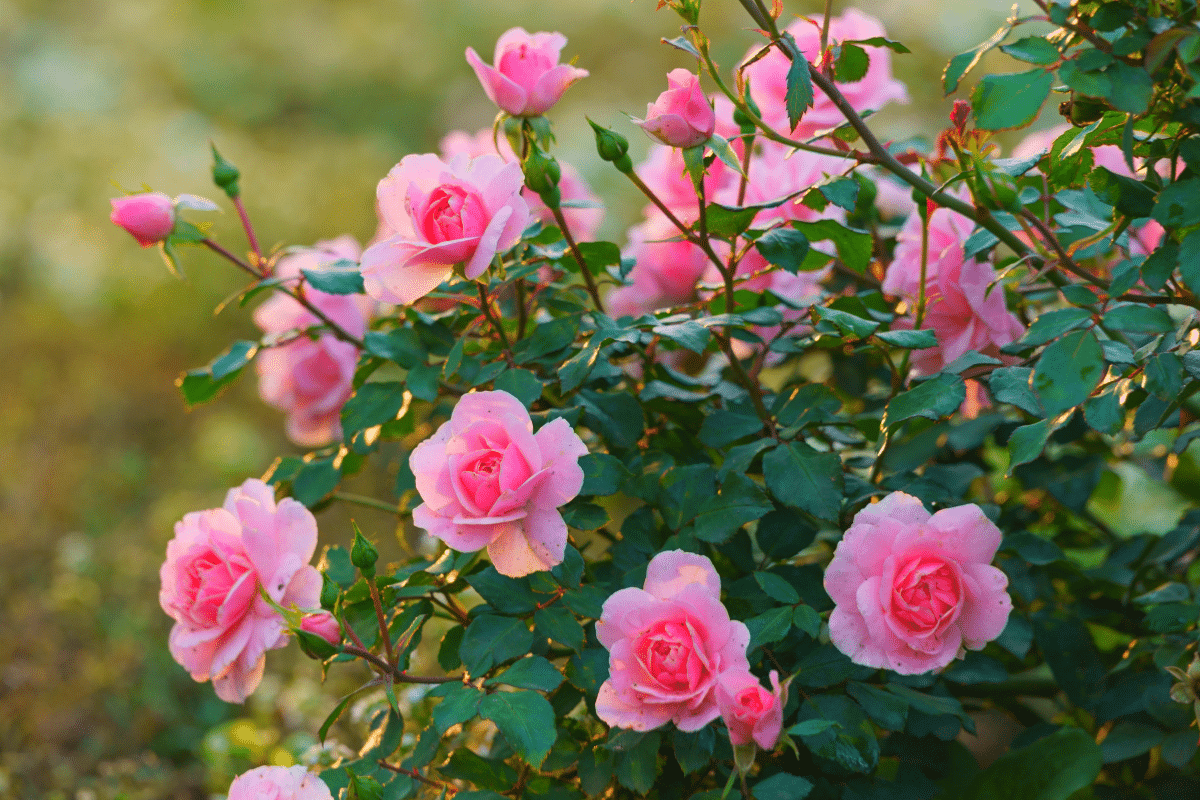 Quel engrais bio pour les rosiers ? Secrets d’un jardin fleuri naturellement